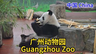 China 中国, Guangdong 广东 -  Guangzhou Zoo 广州动物园我来咯 ！！！-EP#2