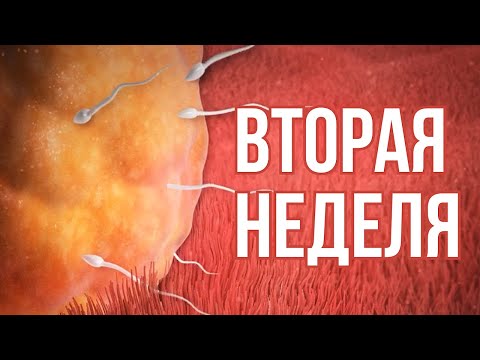 2 Неделя Беременности | Овуляция, Зачатие, Симптомы