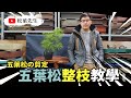 盆栽教學| 五葉松整枝教學 | 五叶松の剪定法【松菓先生】How to Prune the Taiwan White Pine Bonsai