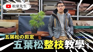 盆栽教學| 五葉松整枝教學 | 五叶松の剪定法【松菓先生】How to Prune the Taiwan White Pine Bonsai