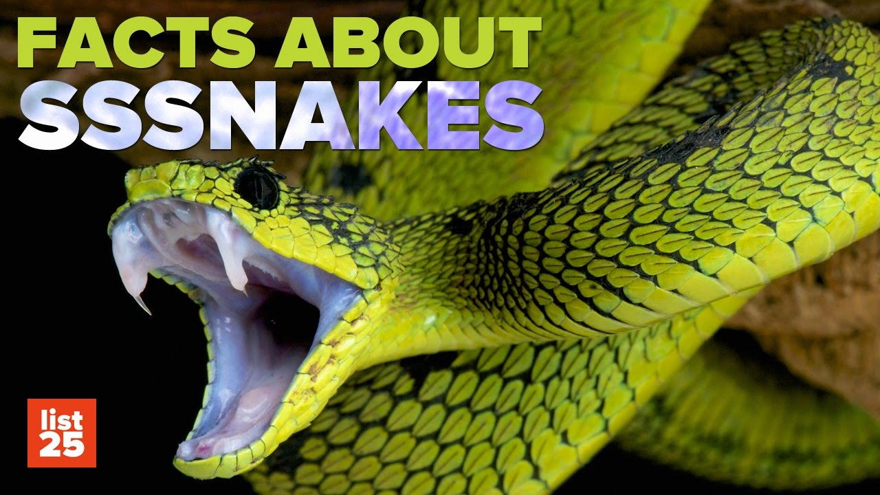 100 Cool Facts About Snakes You Didn't Know