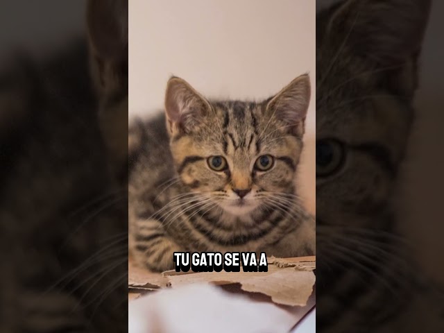 Por qué los Gatos Adoran las Cajas