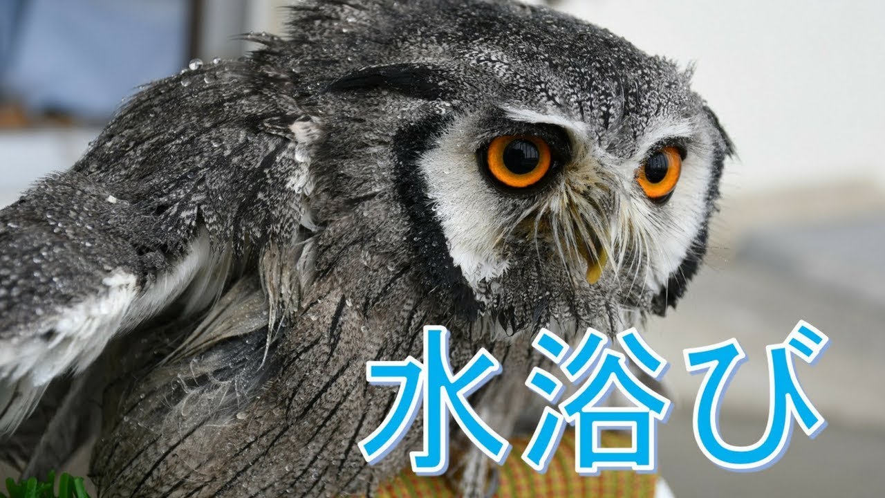 フクロウの水浴び】霧吹きを所望するアフリカオオコノハズク｜くるるの野望