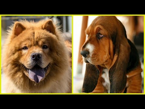 Video: 15 razas de perros que no necesitan demasiado ejercicio