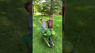 2023 watermelon harvest