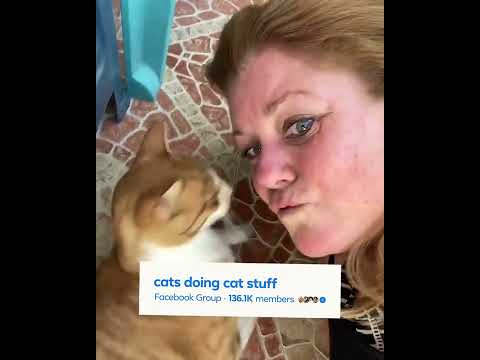 [USA] Kissing Cats