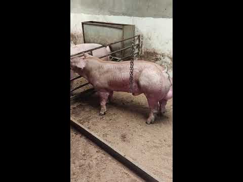 Semental Duroc