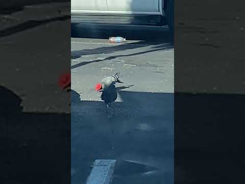 Pigeons Wearing Tiny Cowboy Hats Spotted in Las Vegas