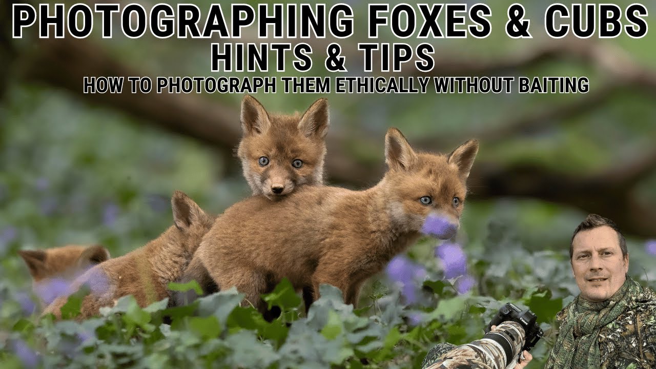 WOW // Special Moments in WILDLIFE PHOTOGRAPHY | HOW TO PHOTOGRAPH FOXES & CUBS THE ETHICAL WAY