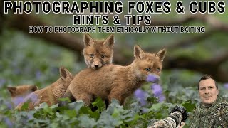 WOW // Special Moments in WILDLIFE PHOTOGRAPHY | HOW TO PHOTOGRAPH FOXES & CUBS THE ETHICAL WAY