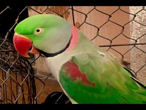 An Angry Bird PARROT   Ek Khachay Bondi Ragi Tia Pakhi