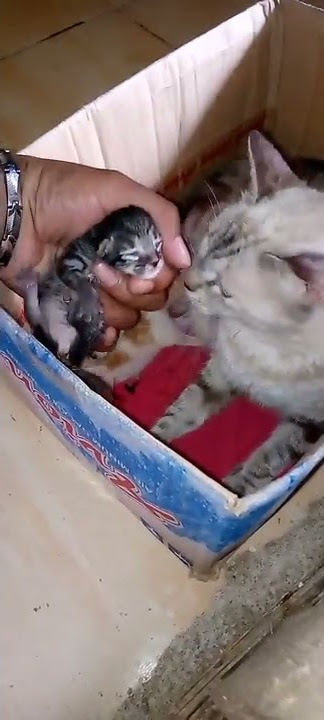 bengal snow keluar Charcoal