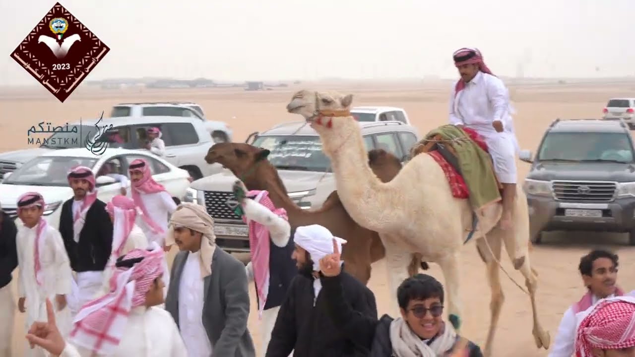 مزاين نخبة ابل الكويت للموسم الثاني عروض الفحل وانتاجه جميع الالوان