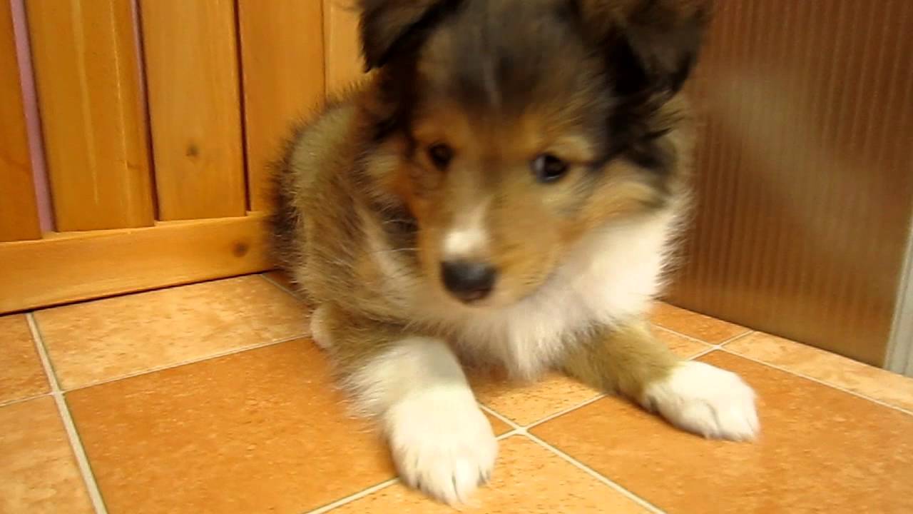 シェットランドシープドッグ Youtube