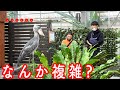 『ZOO-1グランプリ』必勝祈願! ハシビロコウふたば大好きな飼育員さんたちの会話に入りたい?【ちょっと昔のふたば21】2019年12月 Shoebill FUTABA