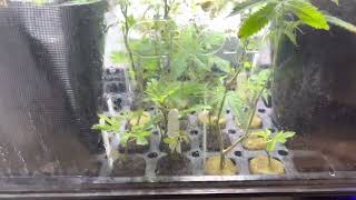 Flipped to flower cannabis ￼