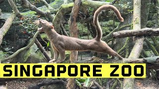 Singapore Zoo | New KidzWorld | Animal Show | Interaction with Animals