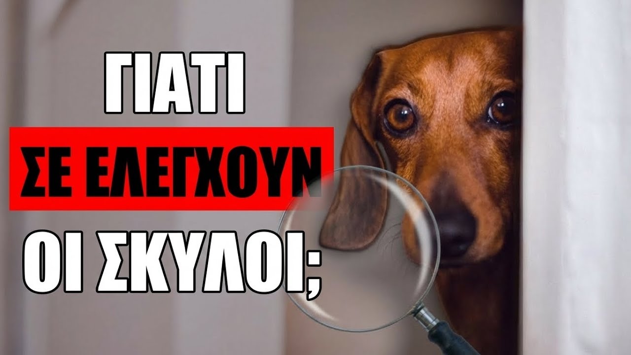 Γιατί Ο Σκύλος Σου Σε Ελέγχει Συνέχεια; 10 Εκπληκτικοί Λόγοι Thumbnail