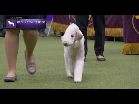 Video: Perro de montaña de Bernese