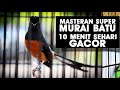 Menit Gabungan Masteran Murai Batu Terbaru Panjang Ampuh Gacor Mp3 - Mp4 Download