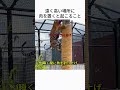 遠く高い場所に肉を置くと起こること…やっぱりジャングルの王だった