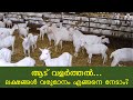 ആട് വളർത്തൽ… ലക്ഷങ്ങൾ വരുമാനം എങ്ങനെ നേടാം? |Goat Farming Kerala | Aaduvalarthal  | Aadu Krishi Farm
