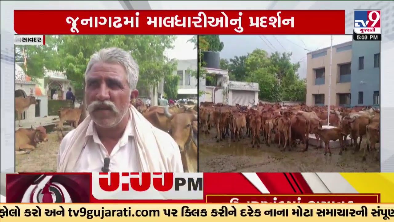 જૂનાગઢમાં માલધારીઓનું પ્રદર્શન, ગૌચરની જમીન ખાલી કરાવવાની માગ | TV9Gujarati