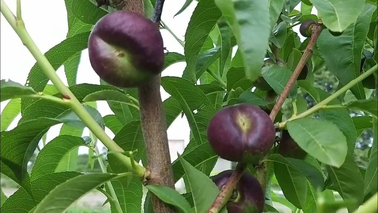 Інжирні персики та нектарини - YouTube