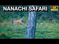      nanachi safari  nagarhole tiger reserve  4k u.