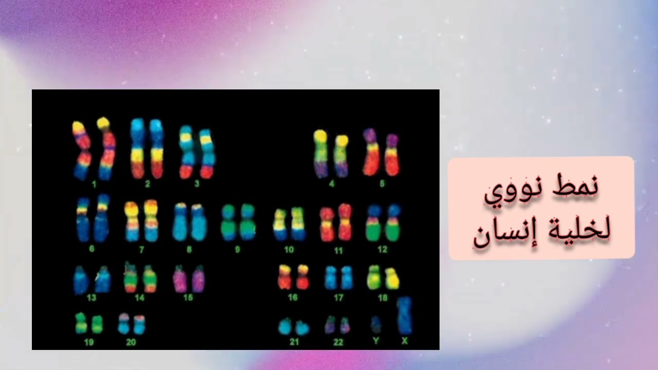 النمط النووي عند الإنسان (الطابع النووي) علوم طبيعية رابعة متوسط