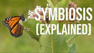 Symbiosis in 5 Minutes: What is Symbiosis?