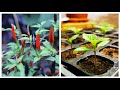 Fastest Way To Sprout Chilli Seeds | How To Grow Chillies At Home (Ep 1)