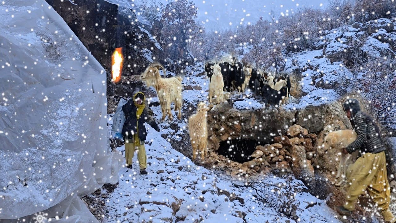 Жизнь пещерного человека в горах: ❄️🏔️ Спасение животных в смертельных зимних снегах и холодах 🐕