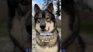 Siberian Husky Expectation Vs Reality  #shorts #funnydog #siberianhusky #dogs #funnyshorts #dogs