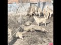 Captive wolves conflict1