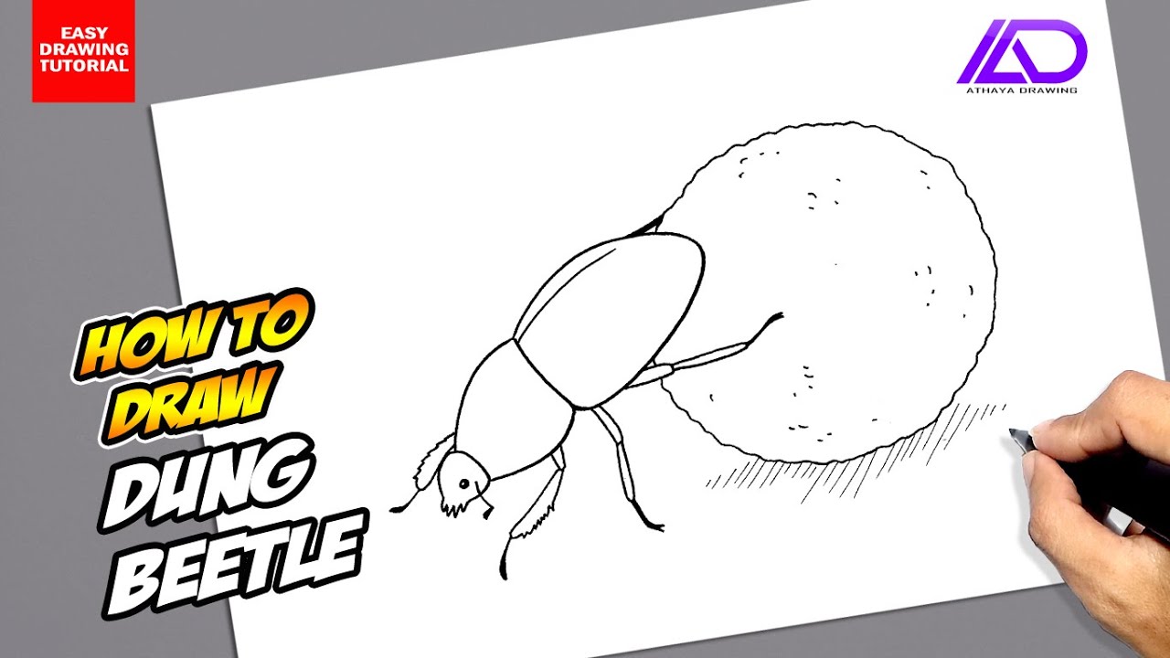 OwenTat Draws on Twitter Biropen Dung Beetle Drawing Definitely a  different drawing compared to usual but heres a dung beetle for the  inktober prompt disgusting inktober inktober2020  httpstcoRzfZp9B26w  X