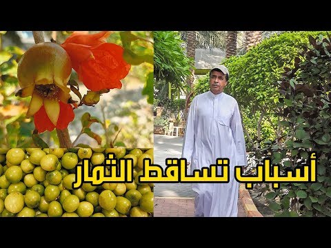 فيديو: ثمار الكرز: في أي سنة يبدأ الثمار والازدهار؟ ما الذي يؤثر على وقت الاثمار؟