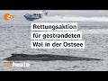 Live Festsitzender Wal In Der Ostsee Rettungsaktion Mit Baggern