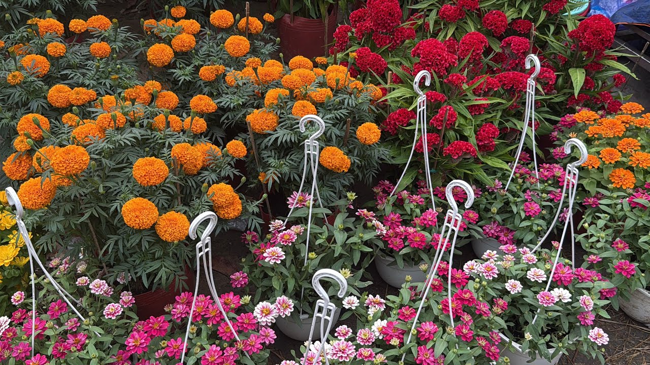 Quá Nhộn Nhịp! Chợ Quê Hoa Kiểng 28 Tết