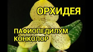 видео: Пафиопедилум Конколор (Paphiopedilum Concolor) картинка: Пафиопедилум Конколор (Paphiopedilum Concolor)