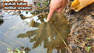 I found a big fish in a rice field puddle