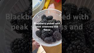 How to pick a blackberry, prime aro freedom.