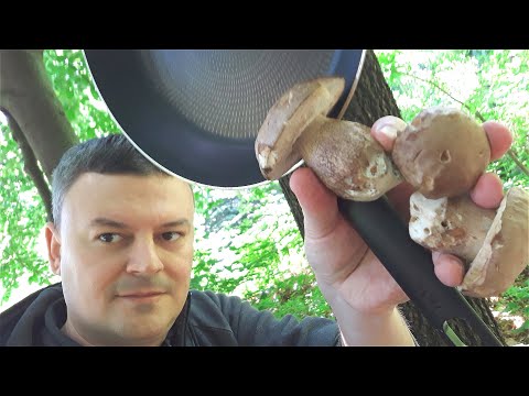 Video: Kako Pronaći Gljive U šumi