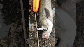 3/25関西最大級の釣場南芦屋浜朝釣果情報!エビ撒き最強!ハネ釣れる!フィッシングマックス芦屋店 #shortvideo