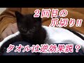 二回目の爪切りは余裕だろうと思っていたら…【子猫・保護猫】