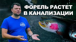 Форель растет в канализации. Выращивание форели в УЗВ