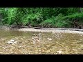 Relaxing water and bird sounds at forest stream