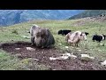 Tibetan Yak.