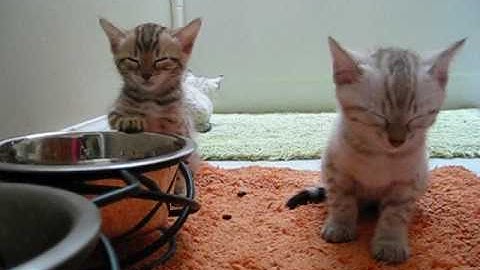 Watch the video about Sleepy Bengal Kittens
