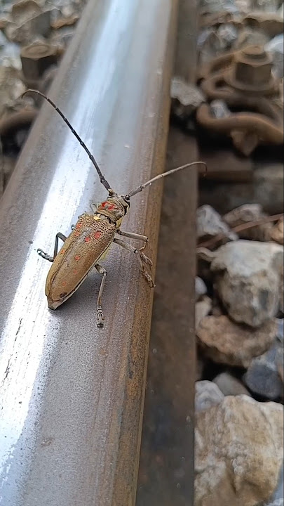 Was he okay when the train passed? #train #shortvideo #challenge#comedy